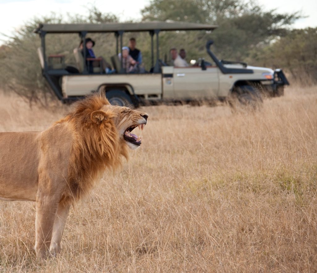 African Safari - Botswana
